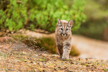 Obraz premium Cougar (Puma concolor), puma, mountain lion, panther, or catamount in the forest