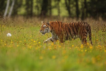Siberian tiger (Panthera tigris tigris) in the pine needles