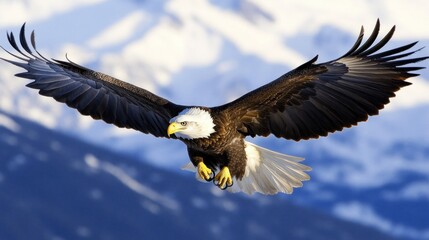 Fototapeta premium Bald Eagle in Flight