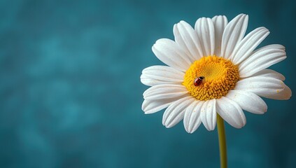 Naklejka premium Single Daisy with Ladybug