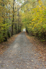 Fototapeta premium Gravel path surrounded by autumn trees in a forest