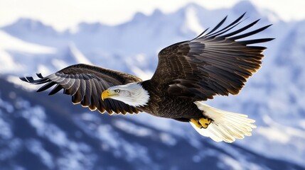 Obraz premium Bald Eagle Soaring Over Snowy Mountains