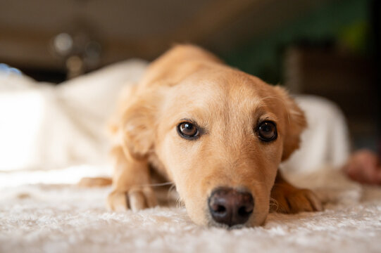 Small  rescued brown puppy posing for a photo during preparation for Christmas decoration in his foster home
