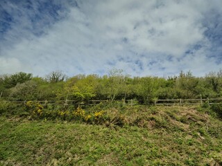 Cloudy Sky Over Grassland Agriculture with Herbaceous Plants