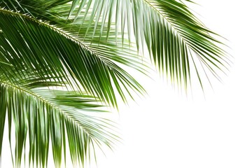 Coconut palm tree leaves isolated on white for summer and tropical designs