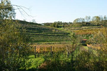 landscape with trees