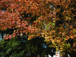 スポーツ公園の紅葉