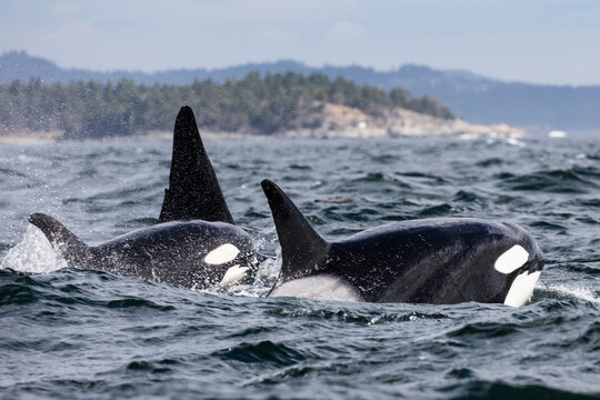 Three orcas swimming along the coastline, Canada