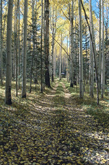 Fototapeta premium Aspen Forest Trail
