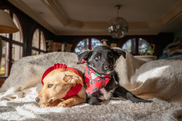 Two little rescued puppies with scarves pose for a photo during preparations for a Christmas party ...
