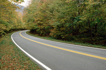Obraz premium Curving Road through Forest