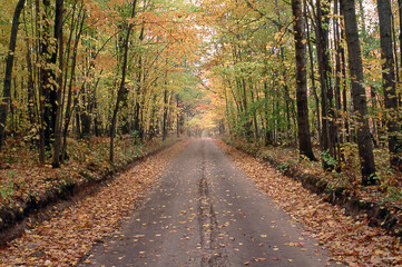 Naklejka premium Forest Road in Autumn