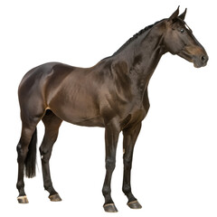 Fototapeta premium High Quality Hanoverian Horse PNG Transparent Image