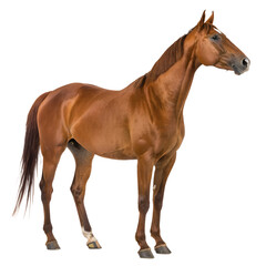 High Quality Hanoverian Horse PNG Transparent Image