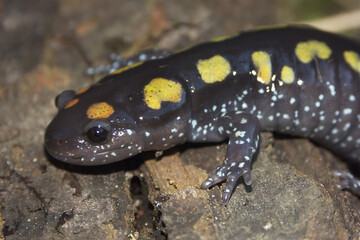 Closeup on the North-American Spotted salamander, Ambystoma maculatum