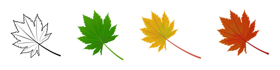 Black-white, Green, yellow, grey maple leaf isolated on white background. Maple leaves in spring, summer, autumn. Vector illustration. 