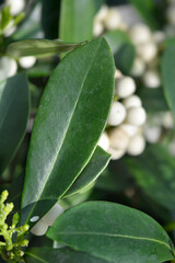 Skimmia O Berry White leaf
