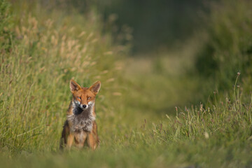 Red Fox male at sunset in open grassland tall in farmers field, British Farming UK Vulpes Vulpes 