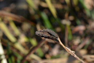 Grass-leaved iris seed pod