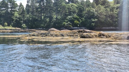 Natural Landscape with Water, Seals and Trees Near a Lake under Cloudy Sky