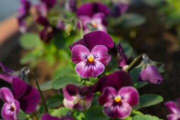 Horned violet flowers