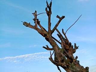 The silhouette of a dead tree towering under a bright blue sky, creates a dramatic and mesmerizing contrast.” 