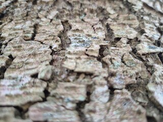 Close view of tree trunk bark pattern