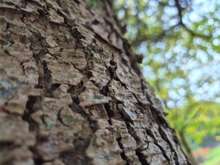 Obraz premium Close view of tree trunk bark pattern