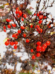 Red barberry berries on a bush