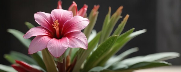 Obraz premium Closeup of Adenium flower with shallow depth of field , macro, plant
