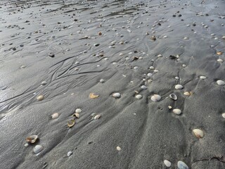 Automotive Tire on Wet Asphalt Road Surface with Trees