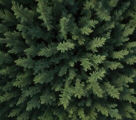 Fototapeta premium Evergreen spruce tree with dark green needles and symmetrical shape, christmas tree, snow covered