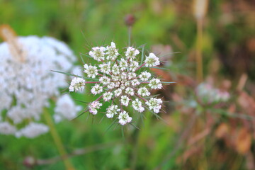 秋空の下、静かに咲く白い花