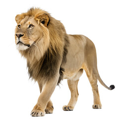 Obraz premium Southern African Lion Panthera leo melanochaita Transparent PNG 