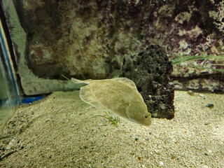 Fish swimming in the aquarium, close view background