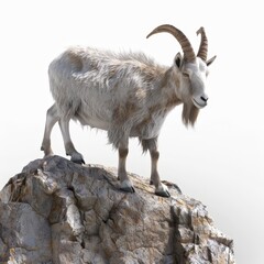 Obraz premium Mountain Goat on a Cliff