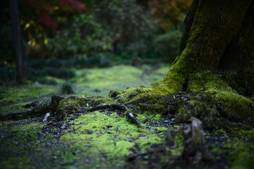 苔むした庭