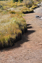 Grassland Close-Up with Autumn Vegetation