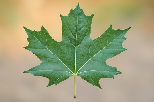 A single, vibrant green maple leaf isolated against a blurred, neutral background.