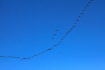 Kraniche ziehen gen Süden