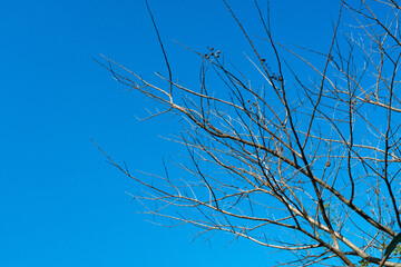 A poignant image of bare branches stretching towards a clear blue sky, reflecting the emptiness and solitude that can be found in life's quiet moments of waiting and renewal.

