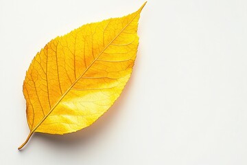 autumn leaf