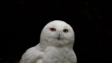 Snowy owl looking at the camera on a black background.