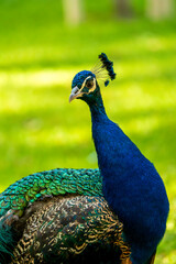 Obraz premium A Portrait of a Peacock