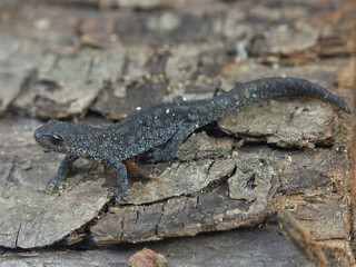 Closeup on the European Alpine newt, Ichthyosaura alpestris posing on wood