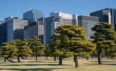 Pine trees in outer garden Imperial Palace with high building skyscrapers background, Tokyo, Japan.