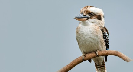 Majestic kookaburra perched on branch in natural habitat for wildlife appreciation
