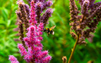 Close-Up of a Bumblebee on Vibrant Pink Astilbe Flowers in a Summer Garden
