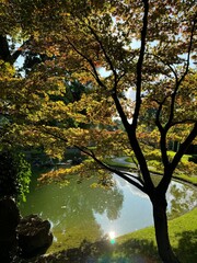 autumn in the park