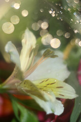 Obraz premium beautiful pink and yellow flower with dew